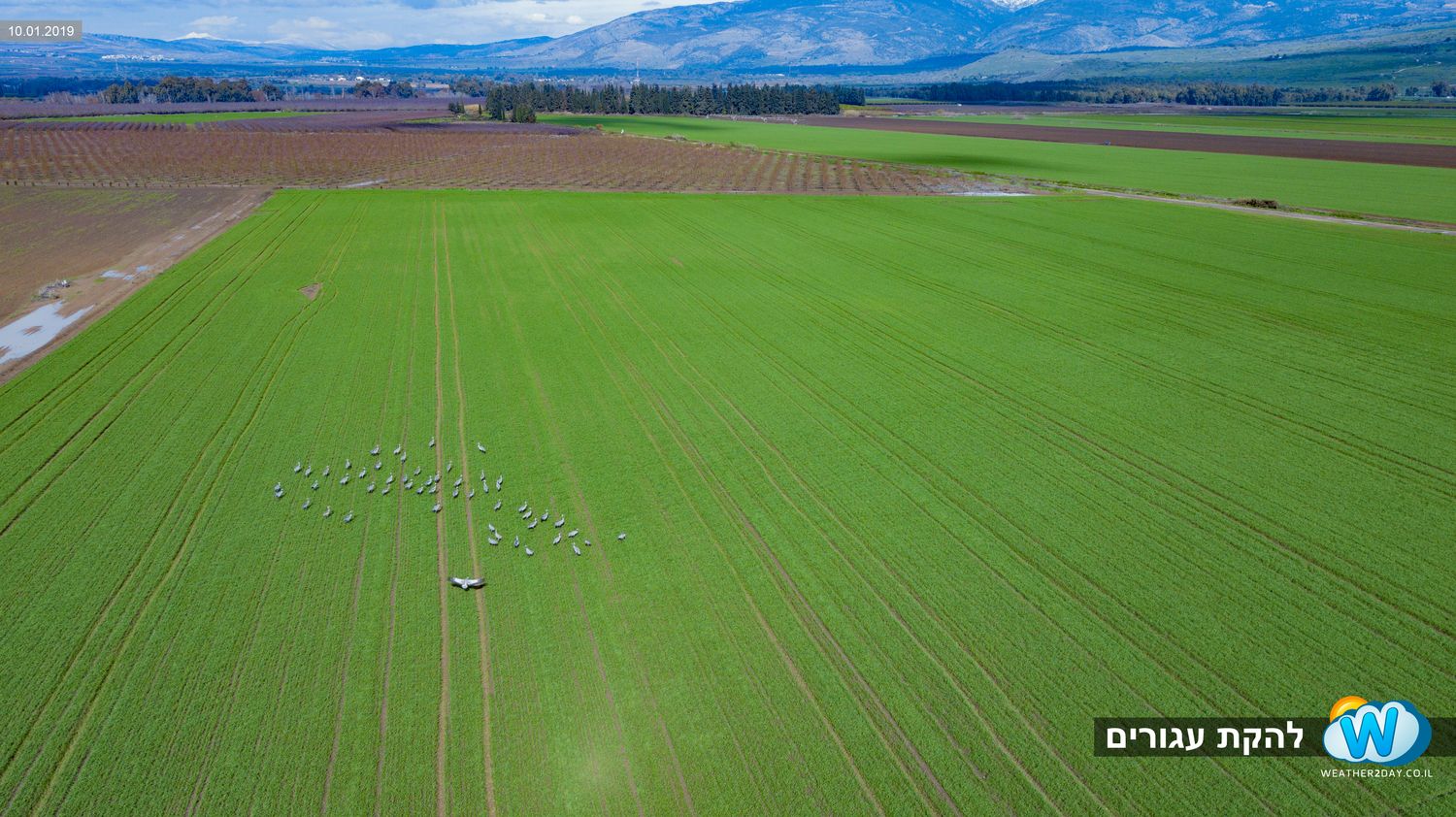 להקת עגורים בעמק החולה