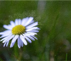 אלרגיה לאבקת פרחים (פולן) - איך להימנע ומה הקשר למזג האוויר