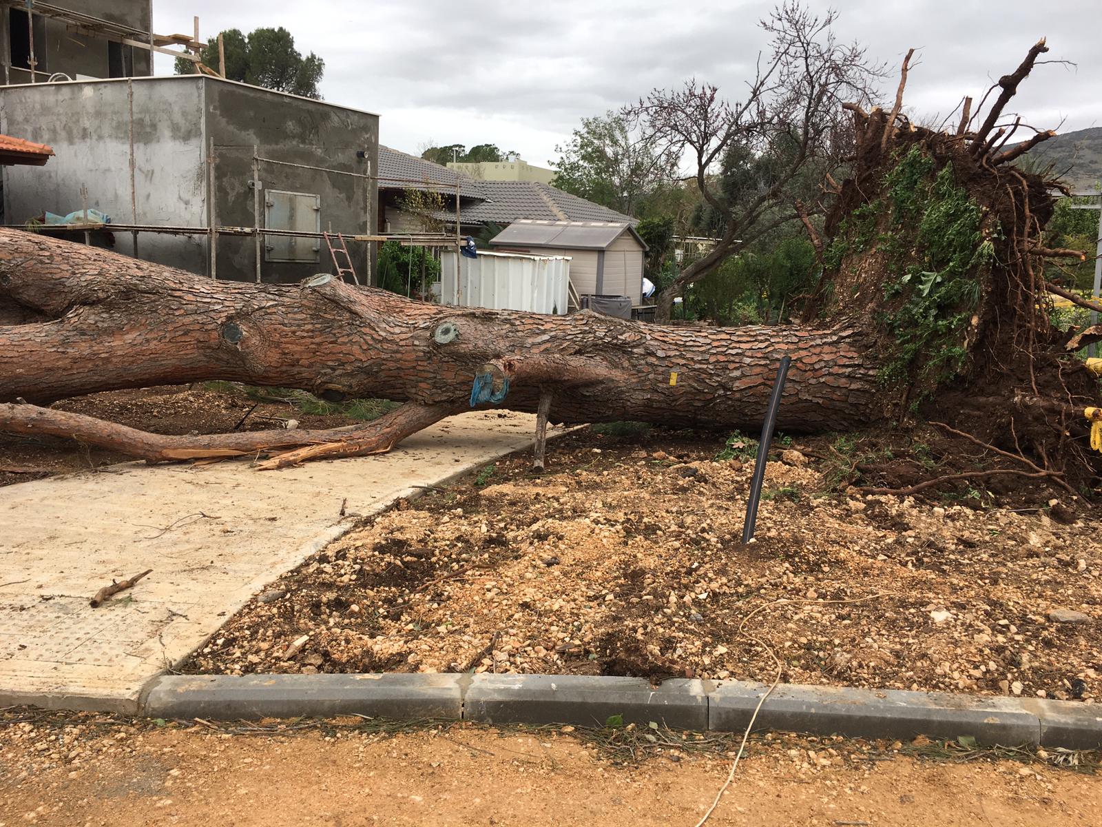נפילת עצים בקיבוץ שניא