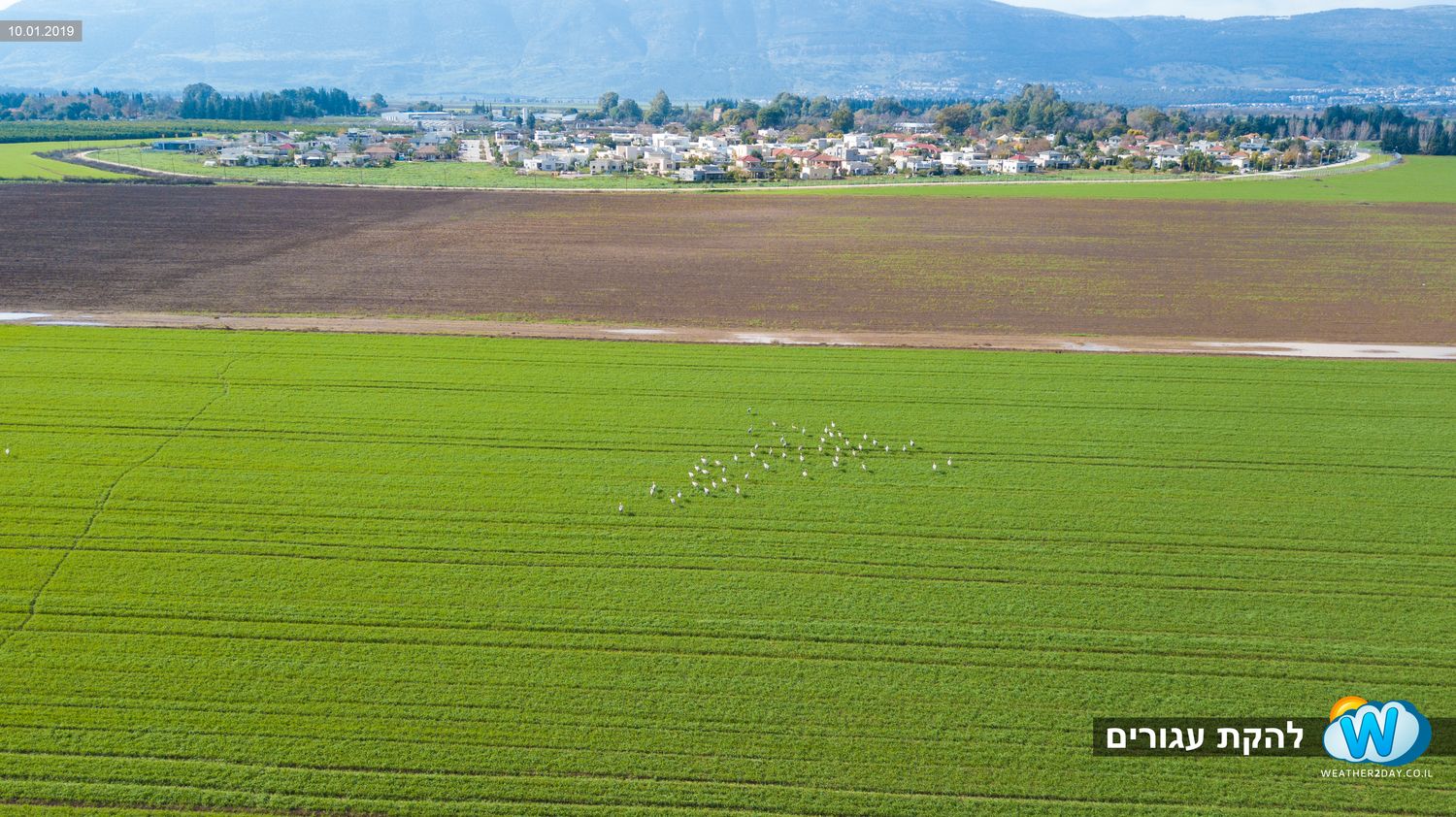 להקת עגורים ליד שדה נחמיה
