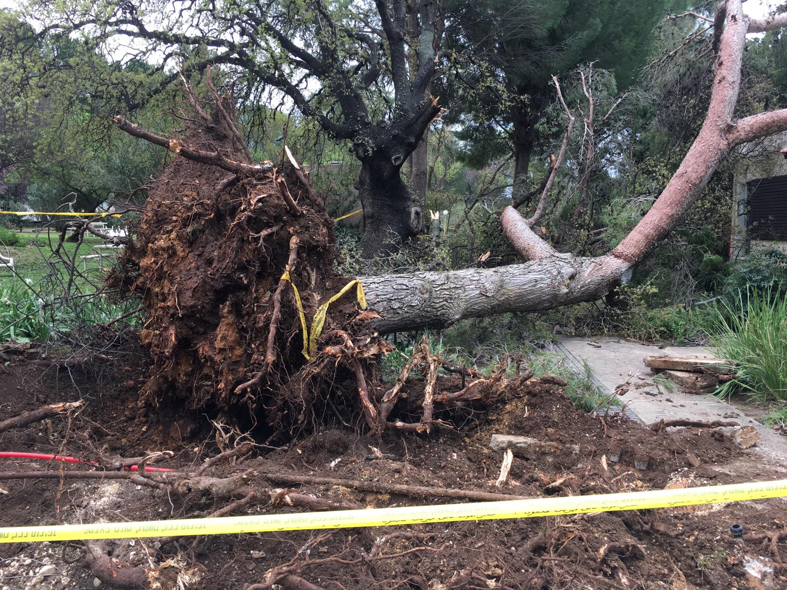 נפילת עצים קיבוץ שניר