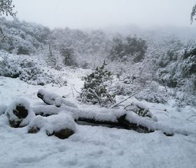 חורף 2020 הגיע: שלג ראשון בהרי הגולן והגליל, עשרות מ"מ של גשם ירדו במהלך הלילה