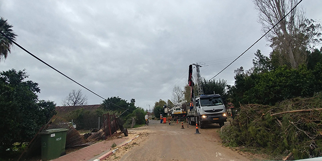 קריסת עץ אורן ענק בשאר ישוב