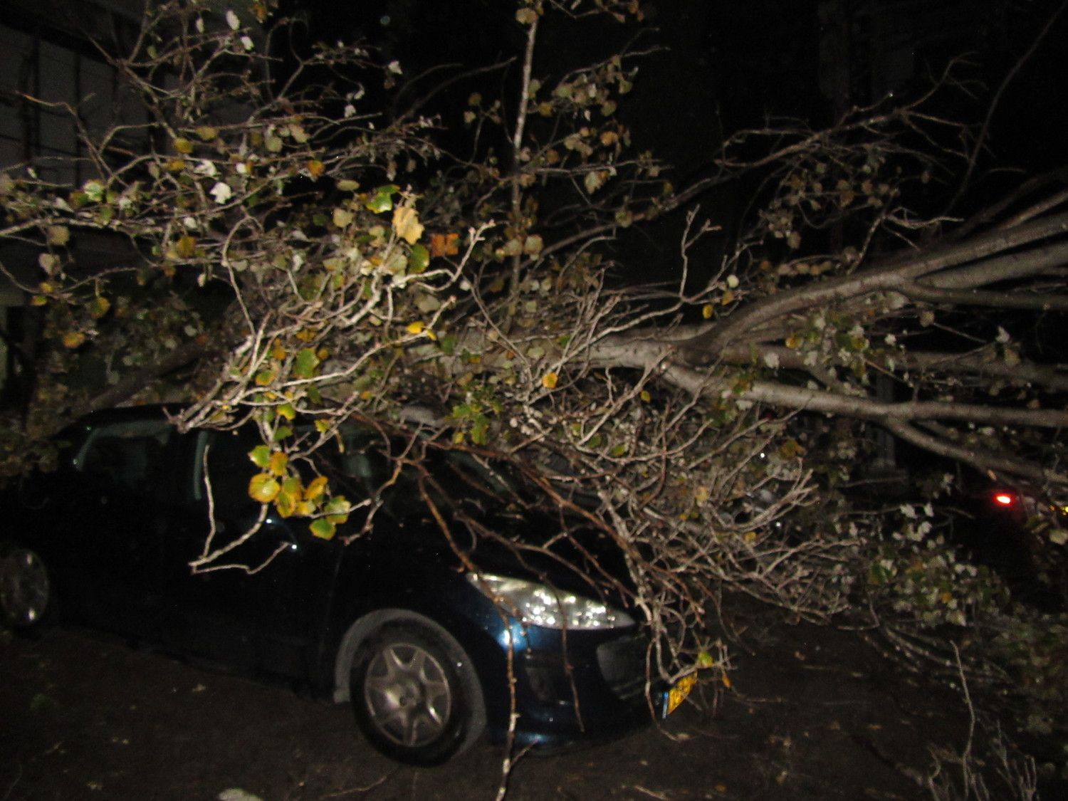 עץ קרס על רכב