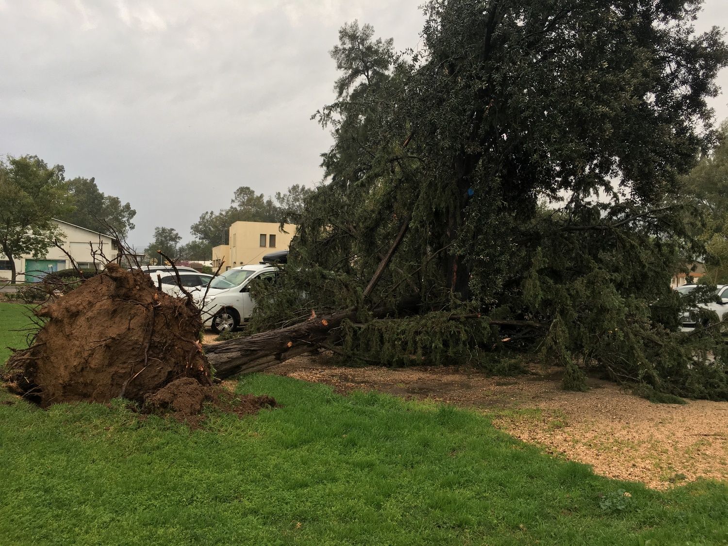 קריסת עץ בכפר בלום