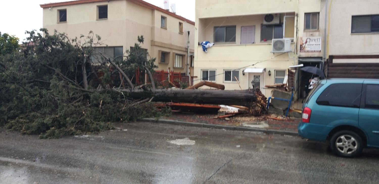 קריסת עץ בצפת