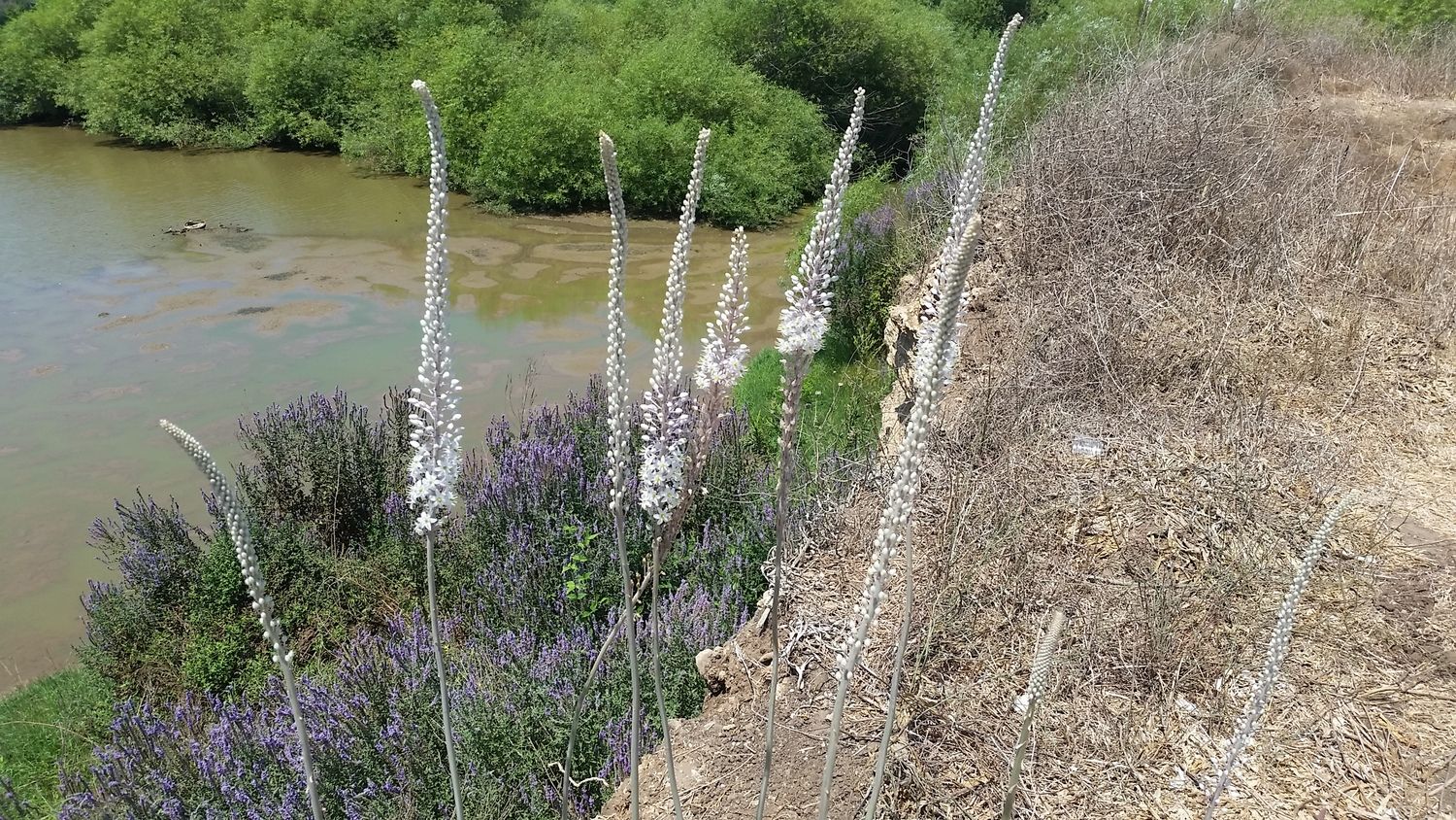 פריחת החצבים לקראת הסתיו