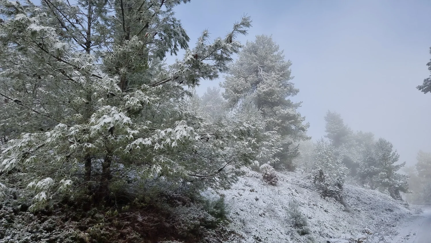 שלג ביער ביריה