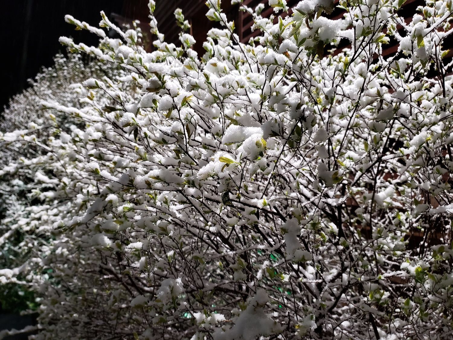שלג בנווה אטי"ב