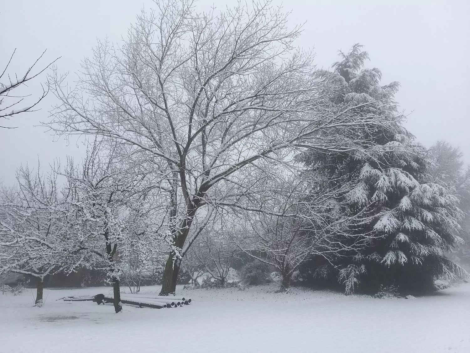 שלג בקיבוץ אלרום